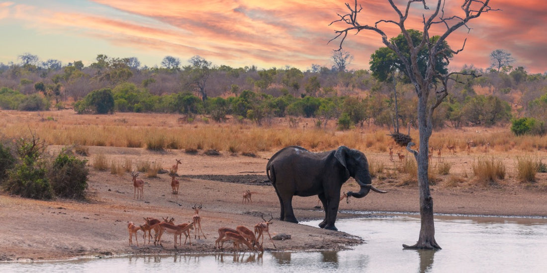 South Africa Adventures
